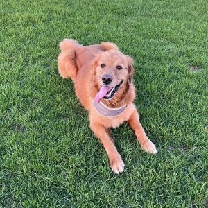 Meet your Posher, Chloe